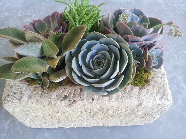 Succulent Indoor Plant Design Las Vegas